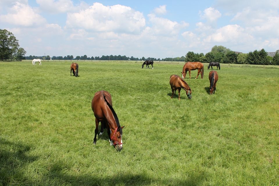 Pferdebox Reitstall mit Halle - 1 Wallach 365 Tage Fullservice in Tönisvorst