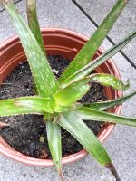 Aloe vera am Gänsemarkt Hamburg-Mitte - Hamburg Neustadt Vorschau