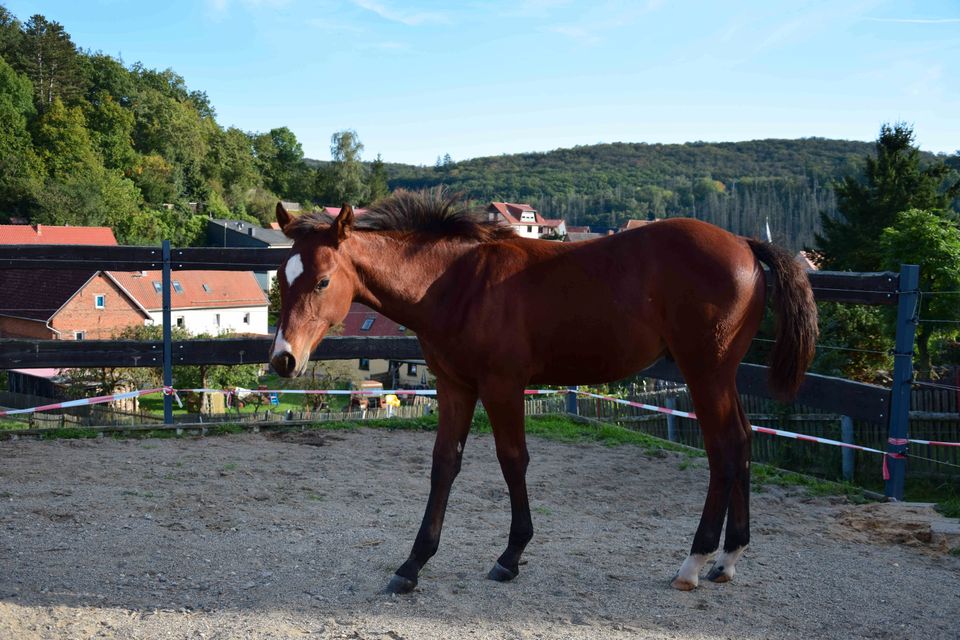 Quarter Horse Hengst Fohlen in Mansfeld