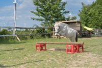 vergebe eine reitbeteiligung Niedersachsen - Salzgitter Vorschau