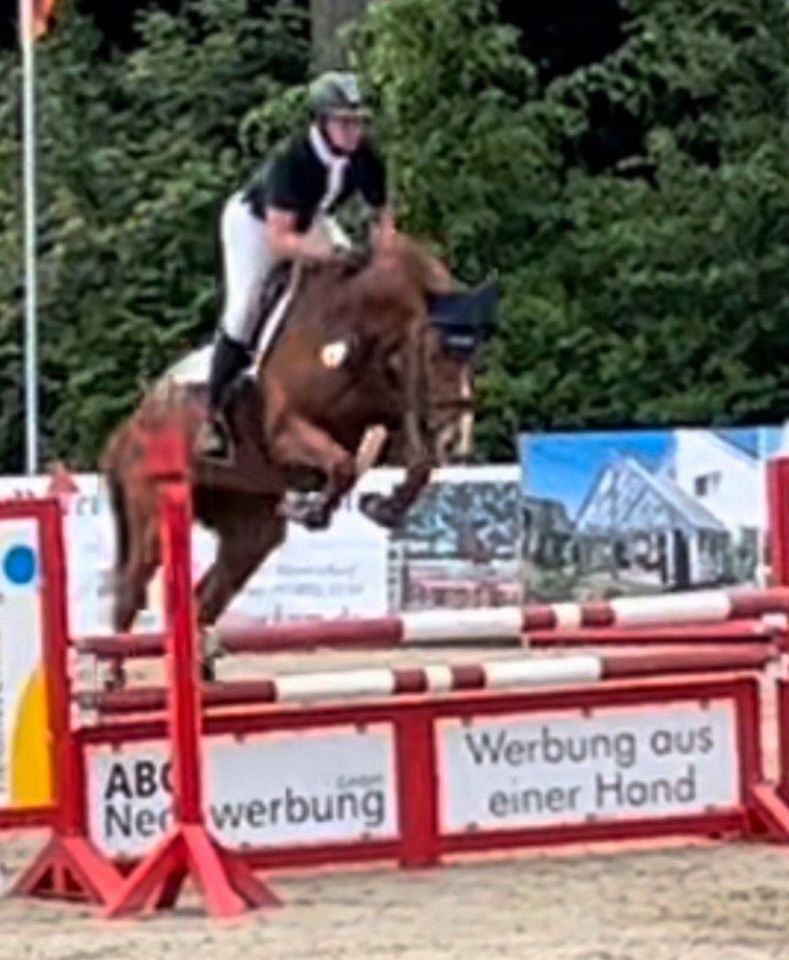Springpferd 8 jährige Stute von Quidam de Revel • Catoki S fertig in Hüllhorst