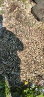 diverste steine zu verschenken Nordrhein-Westfalen - Ahlen Vorschau