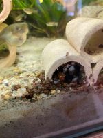 10 Cent -50 Stk.Turmdeckelschnecken tds durchlüften Aquariumboden Dresden - Neustadt Vorschau