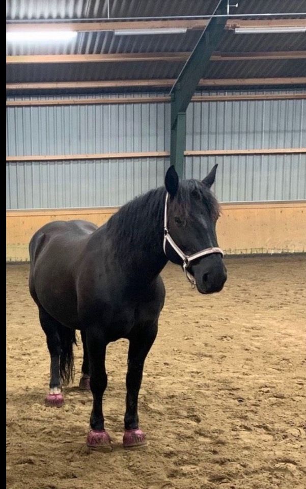 Reitbeteiligung in Todesfelde