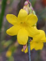 Jasmin, Winterhasmin, gelb, blüht von November bis April, Sachsen-Anhalt - Muldestausee Vorschau