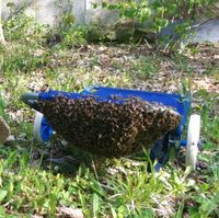 Fange Bienenschwarm Bayern - Schillingsfürst Vorschau