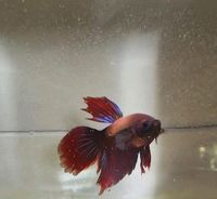 1 x Betta Kampffisch ca 7 Monate altes Männchen 6 € Bayern - Herzogenaurach Vorschau