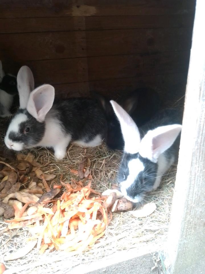 Kaninchen Deutsche Riesen Kaninchen Mix in Drochtersen