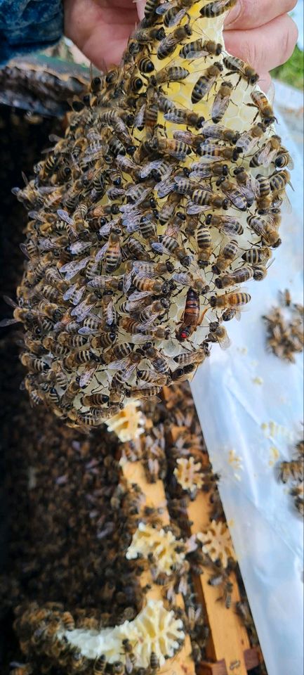 Bienenvölker in Hannover