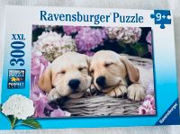 Ravensburger XXL Puzzle süße Hunde im Körbchen, 300 Teile Niedersachsen - Meppen Vorschau