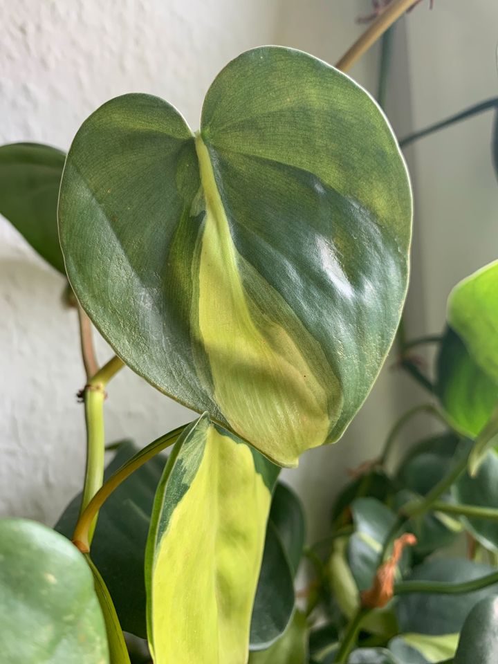 Ableger Philodendron Brasil Steckling in Mechernich