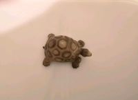 Schleich Schildkröte Baden-Württemberg - Binzen Vorschau