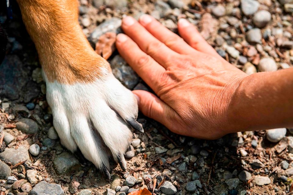 Urlaub für Ihren Hund - Hundebetreuung - Einzelbetreuung in Dresden