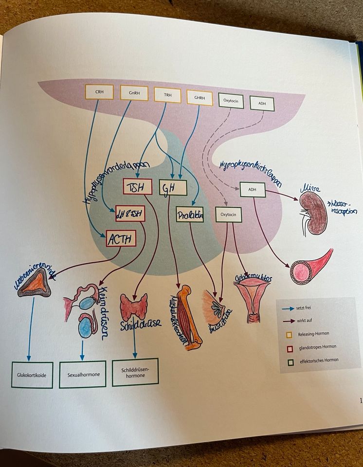 I care Anatomie kreativ lernen Thieme in Hannover