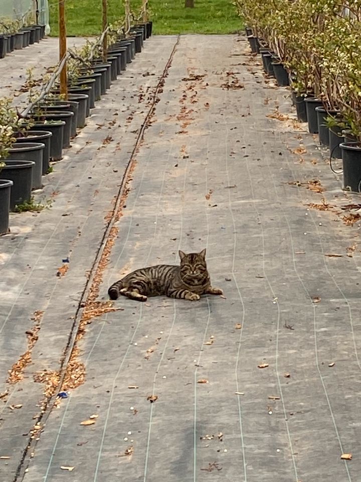 Katze zugelaufen Fundtier in Oberkirch