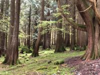 Wald Forst Grundstück Nutzfläche Grünland Brache Natur Mecklenburg-Vorpommern - Neuburg (Nordwestmecklenburg) Vorschau