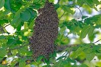 Bienenschwarm, Bienen; Bienenvölker, Carnica Bayern - Köfering Vorschau