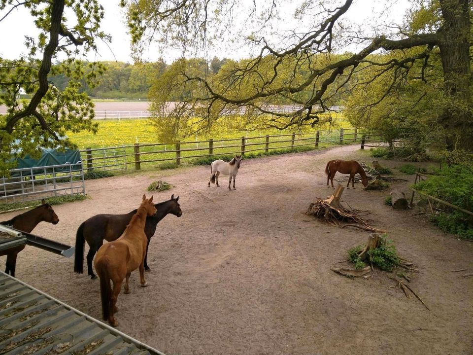 Biete Offenstall mit Paddock Trail für Stute, Offenstallplatz in Loxstedt