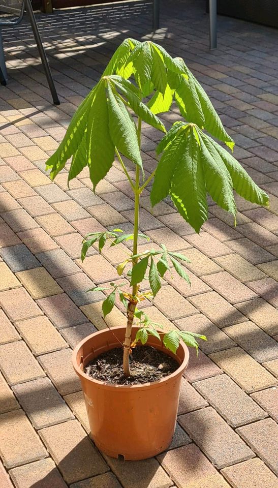 Zwergkastanie Setzlinge, Kastanienbaum - noch 4 Stück vorhanden in Cottbus