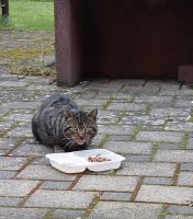 Katze zugelaufen - Alterlangen / Erlangen Bayern - Erlangen Vorschau