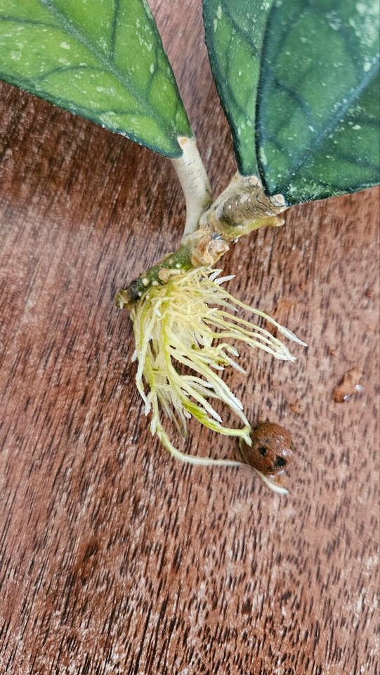 Hoya Callistophylla | bewurzelter Ableger | selten in München