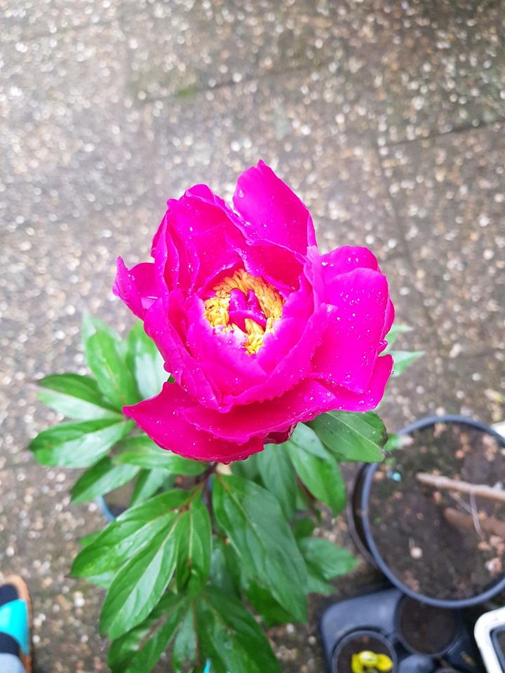 Pfingstrose, nur 1 Topf,  jetzt mit Blüte für kurze Zeit in Heidelberg