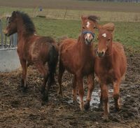 Welsh A Wallache zu verkaufen! Brandenburg - Wriezen Vorschau