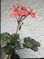 Verkaufe Pelargonie "Dresden Pink" Hessen - Reiskirchen Vorschau