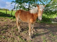 Dreijährige Haflinger-Stute "Leonie" Hessen - Fischbachtal Vorschau