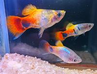 ⭐Platy Blue Butterfly Mickey Mouse Aquarium Fisch 2 €*⭐ Rheinland-Pfalz - Minfeld Vorschau