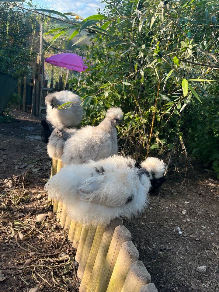 Seidenhühner / Showgirls / US Silkies Bruteier in Alfeld (Leine)