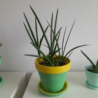 Sukkulenten, Bogenhanf, Harworthia, Topf, gelb, grün, Unterteller Nordrhein-Westfalen - Kaarst Vorschau