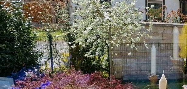 Pyrus Salicifolia 'Pendula Zierbirne Garten Trauerbaum in Stockach