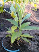 Ableger, Sommerflieder, Schmetterlingsflieder, Bienenweide Sachsen-Anhalt - Zörbig Vorschau