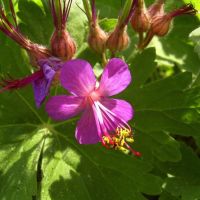 Balkanstorchschnabel pink Staude Bienenpflanze Bodendecker Baden-Württemberg - Esslingen Vorschau