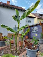 Bananenpflanze- Musa Basjoo Saarland - Neunkirchen Vorschau