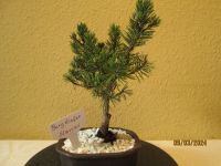 ( 93 )  Prebonsai Pinus mugo "Slavinii" Berlin - Reinickendorf Vorschau