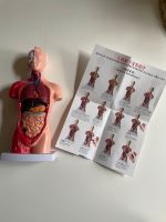 Anatomie Modell für Kinder / Spielzeug 27cm hoch - junge Ärzte Thüringen - St. Kilian Vorschau