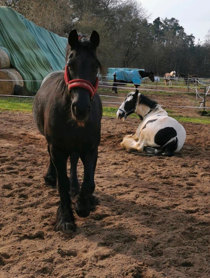 Reitbeteiligung/Pflegebeteiligung für Tinker & Friese # Gelände in Rödermark