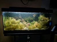 Aquarium mit Besatz und viel Zubehör Brandenburg - Sydower Fließ Vorschau