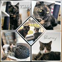 Kitten, Katze, Kater, kastriert, EKH❤️ Tabby & Barny ❤️ Brandenburg - Finsterwalde Vorschau