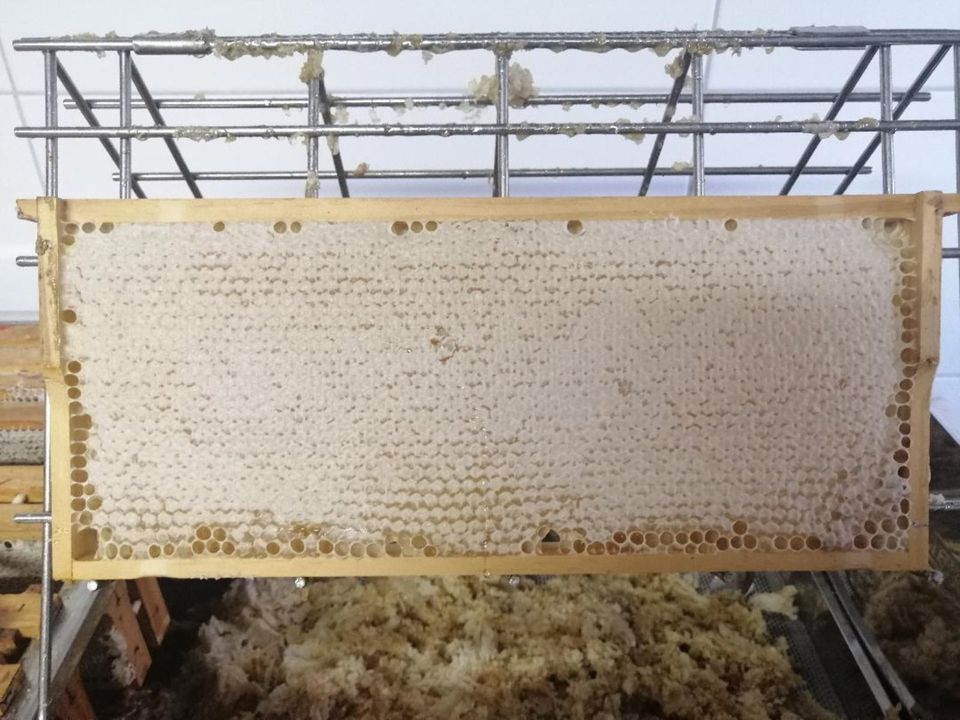 Honigwabe, Ernte am 15.05.2024 - Bienenhonig aus Dessau Haideburg in Dessau-Roßlau