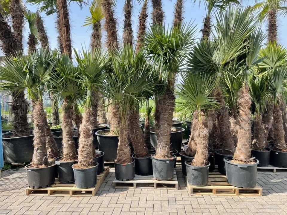 Trachycarpus Fortunei Hanfpalme 400 cm Stammhöhe 5 M Gesamthöhe in Ettenheim