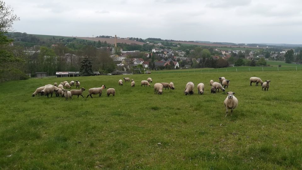 SK Lämmer Schafe Lamm in Werdau