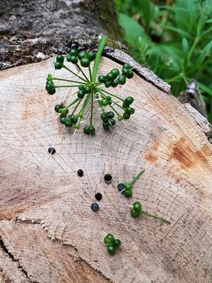 Bärlauch Samen Allium ursinum Waldknoblauch Kräuter Knoblauch in Bremen