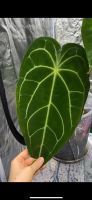 Anthurium Forgetii x (warocqueanum) XXL Niedersachsen - Schellerten Vorschau