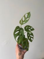 Monstera Adansonii Var ✨ ganze Pflanze Berlin - Pankow Vorschau