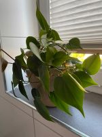 Zimmerpflanze Philodendron Nordrhein-Westfalen - Lippstadt Vorschau