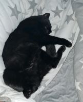 Katze schwarz Kreis Pinneberg - Uetersen Vorschau