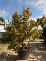 Fächerahorn grün - Acer palmatum polymorphus Baden-Württemberg - Ofterdingen Vorschau